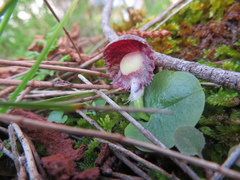 Corybas diemenicus