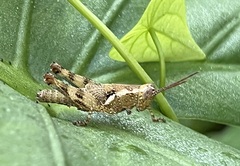 Xenocatantops humilis