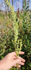 Artemisia macrantha