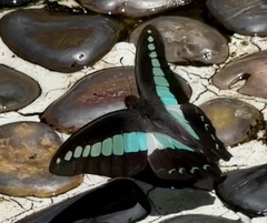Graphium sarpedon