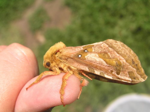 Four-spotted Ghost Moth