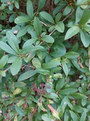 Ligustrum vulgare
