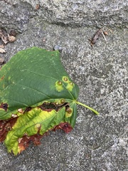 Didymomyia tiliacea