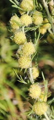 Artemisia macrantha