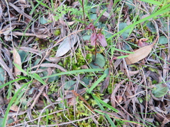 Cyrtostylis reniformis