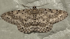 Percnia