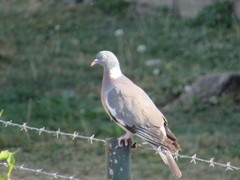 Columba palumbus
