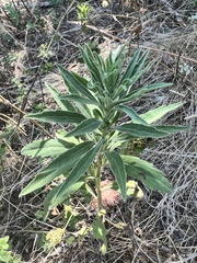 Erigeron bonariensis