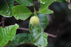 Naucleeae
