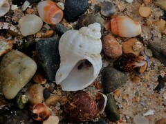 Coralliophila squamosissima