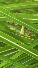 Orchelimum pulchellum