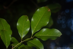 Mischocarpus anodontus