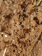 Myrmicinae