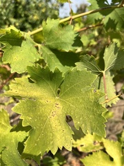 Vitis vinifera