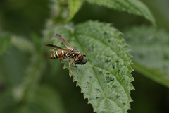 Polistes quadricingulatus
