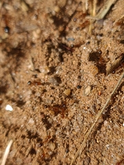 Myrmicinae