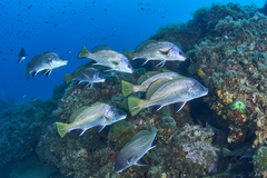 Sciaena umbra