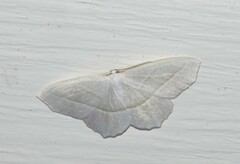 Campaea perlata