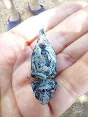 Lucanus cervus