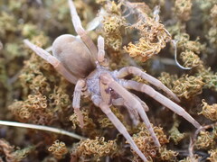 Filistata insidiatrix