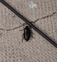 Prionus coriarius
