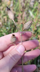 Silene latifolia alba