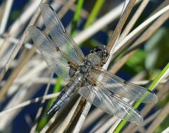 Libellula quadrimaculata