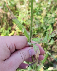 Silene latifolia alba
