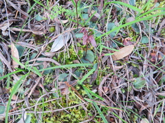 Cyrtostylis reniformis