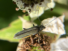 Oedemera
