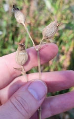 Silene latifolia alba