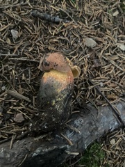 Neoboletus luridiformis