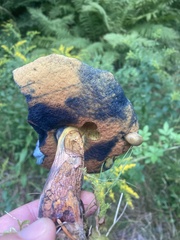 Neoboletus luridiformis