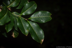 Mischocarpus anodontus