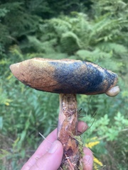 Neoboletus luridiformis