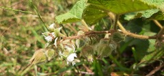 Rubus alceifolius