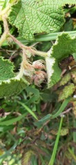 Rubus alceifolius