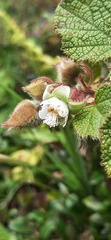 Rubus alceifolius