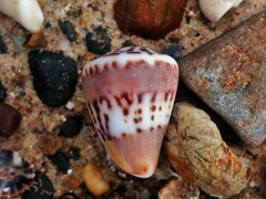 Conus capitaneus