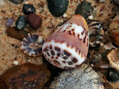 Conus capitaneus