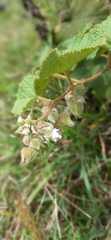 Rubus alceifolius