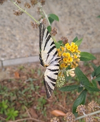 Iphiclides podalirius