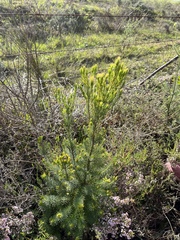 Leucadendron laxum