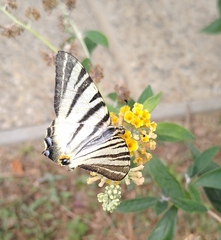 Iphiclides podalirius