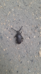 Prionus coriarius