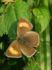 Thecla betulae