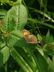 Thecla betulae