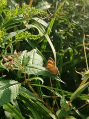 Thecla betulae