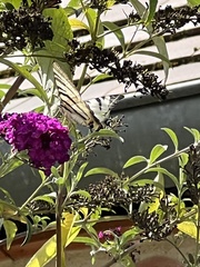 Iphiclides podalirius