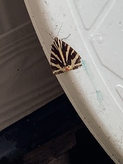 Euplagia quadripunctaria